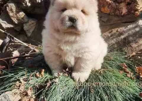 Cau cau Chow chow stenad - 2/5