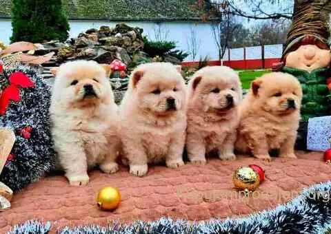 Cau cau Chow chow stenad - 3/5