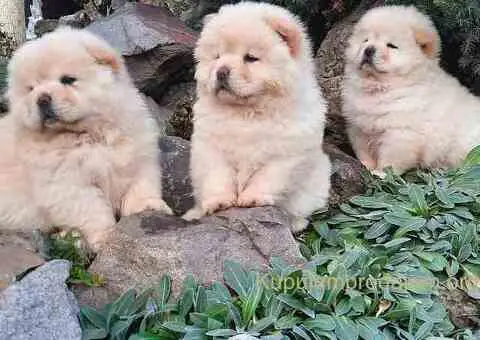 Cau cau Chow chow stenad - 4/5