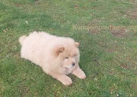 Cau cau Chow chow stenad - 5/5