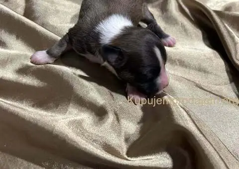 Kineski Ćubasti Pas Štenci - Rezervacije - 1/7