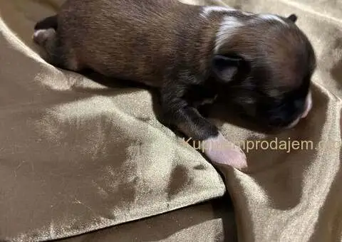 Kineski Ćubasti Pas Štenci - Rezervacije - 2/7