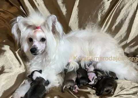 Kineski Ćubasti Pas Štenci - Rezervacije - 3/7