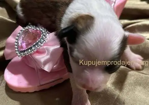 Kineski Ćubasti Pas Štenci - Rezervacije - 4/7