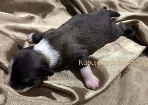 Kineski Ćubasti Pas Štenci - Rezervacije - 5/7