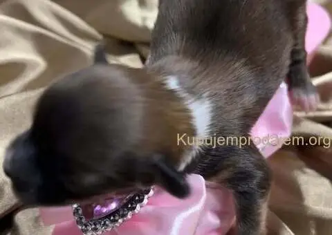 Kineski Ćubasti Pas Štenci - Rezervacije - 6/7