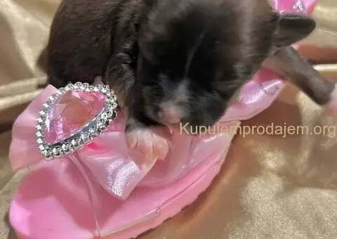 Kineski Ćubasti Pas Štenci - Rezervacije - 7/7