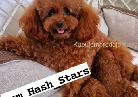 Najlepse bebe teddy bear toy pudle - 1/4