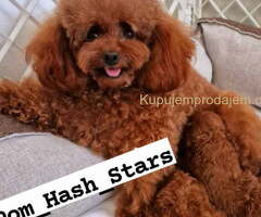 Najlepse bebe teddy bear toy pudle