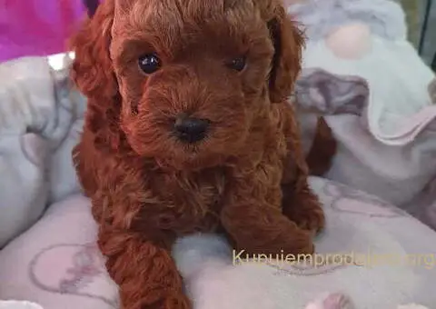 Najlepse bebe teddy bear toy pudle - 2/4