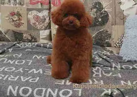 Najlepse bebe teddy bear toy pudle - 3/4