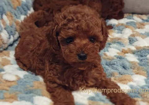 Najlepse bebe teddy bear toy pudle - 4/4