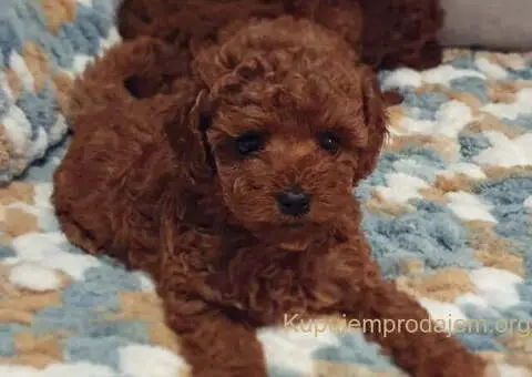 Najlepse bebe teddy bear toy pudle - 4/4