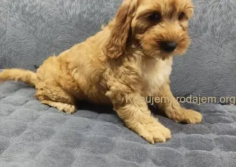Cocapoo štenci - 1/5