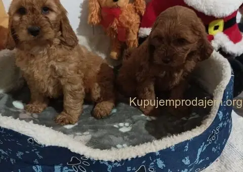 Cocapoo štenci - 2/5