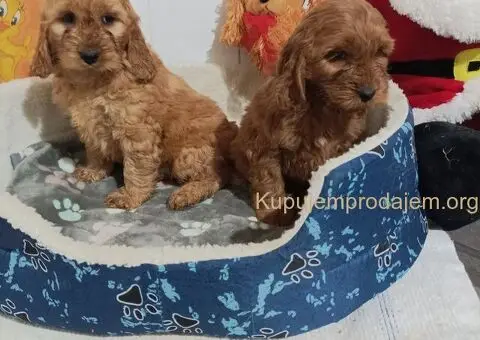 Cocapoo štenci - 3/5