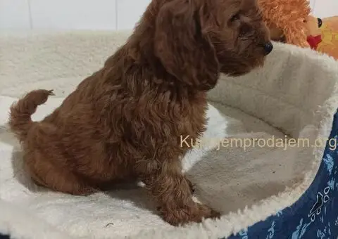 Cocapoo štenci - 4/5