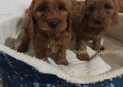 Cocapoo štenci - 5/5