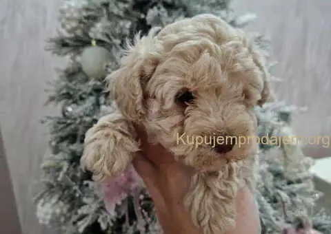 Aprikot decak i devojcica toy PUDLE - 1/5