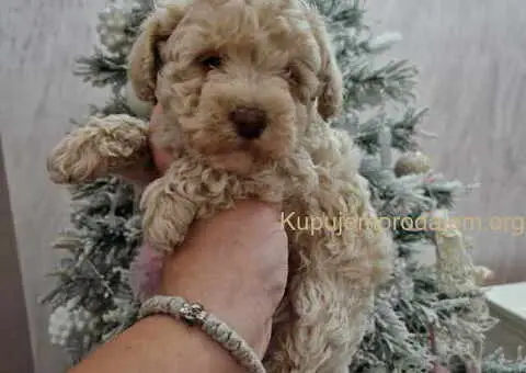 Aprikot decak i devojcica toy PUDLE - 2/5