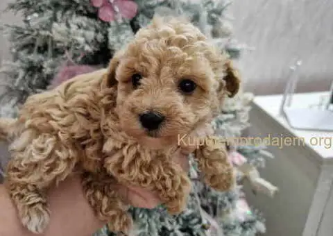 Aprikot decak i devojcica toy PUDLE - 3/5