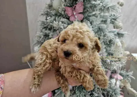 Aprikot decak i devojcica toy PUDLE - 4/5