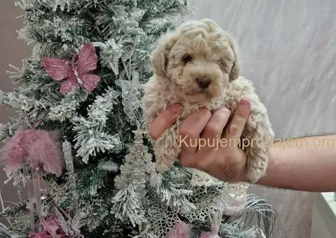 Aprikot decak i devojcica toy PUDLE - 5/5
