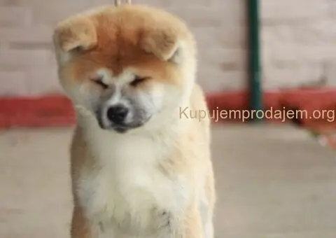 Japanska akita stenci - 1/4