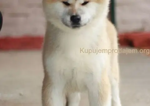 Japanska akita stenci - 2/4