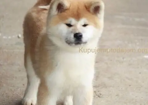 Japanska akita stenci - 3/4