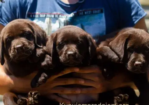 Labrador Retriver štenci - 3/5