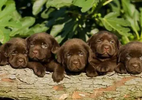 Labrador Retriver štenci - 4/5