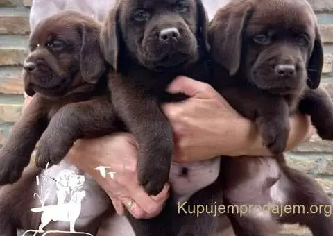 Labrador Retriver štenci - 5/5