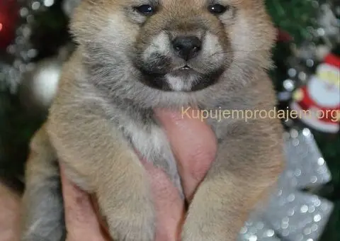 Shiba inu štenci - 1/5