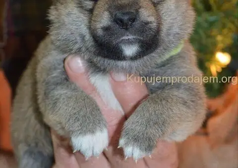 Shiba inu štenci - 2/5