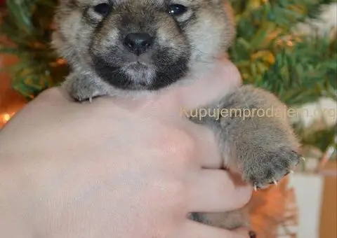 Shiba inu štenci - 3/5