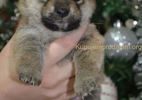 Shiba inu štenci - 4/5