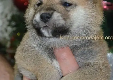 Shiba inu štenci - 5/5