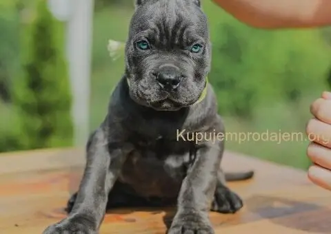 Cane Corso TOP štenci - 5/12