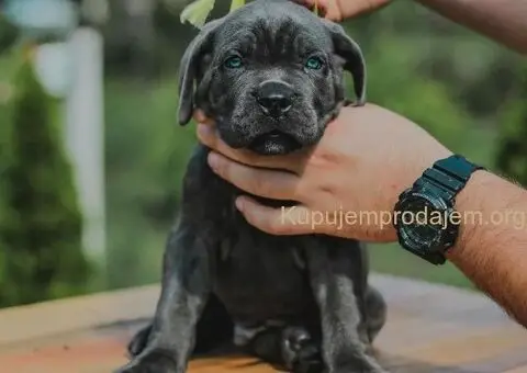 Cane Corso TOP štenci - 7/12