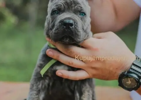 Cane Corso TOP štenci - 9/12