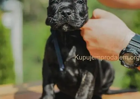 Cane Corso TOP štenci - 10/12