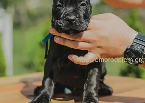 Cane Corso TOP štenci - 11/12