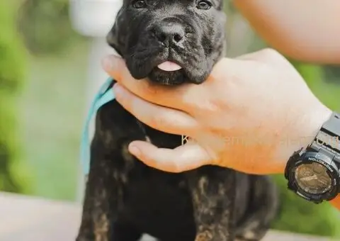 Cane Corso TOP štenci - 12/12