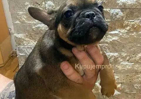 Francuski Buldog muški štenci - 1/5