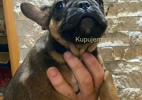 Francuski Buldog muški štenci - 2/5