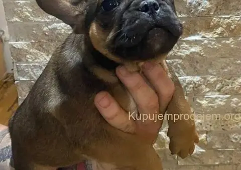 Francuski Buldog muški štenci - 3/5