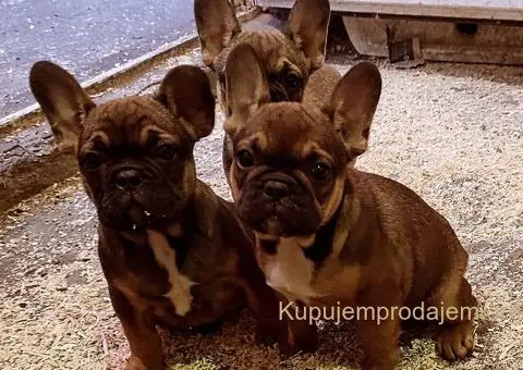 Francuski Buldog muški štenci - 4/5