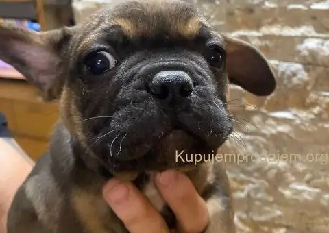Francuski Buldog muški štenci - 5/5