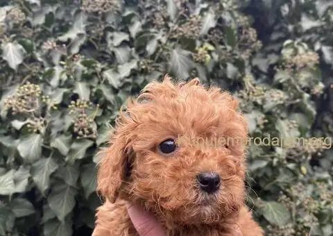 Toy Pudle na prodaju - 4/9